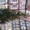 2015 11 26_7129